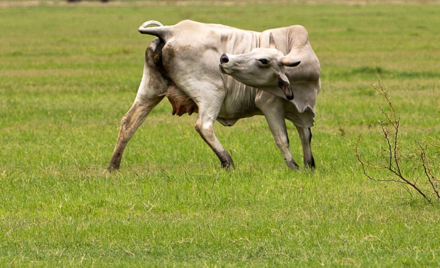 US confirms new screwworm cases, as ranchers brace for spread