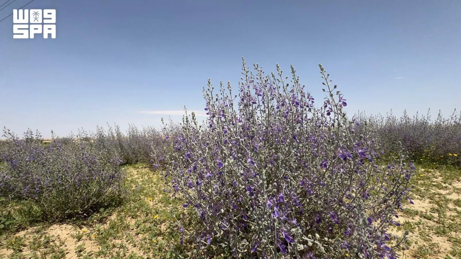 Tree Cover Expansion Enhances Biodiversity, Combats Desertification