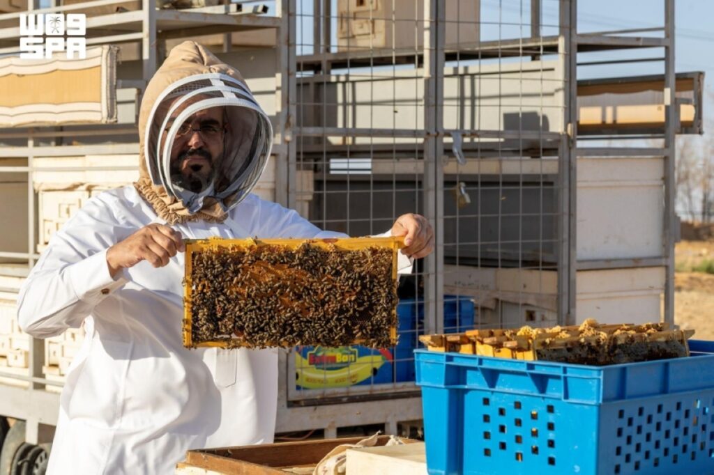 منتجو العسل في الجوف يبدؤون مواسم الإنتاج بعسل «الحمضيات»