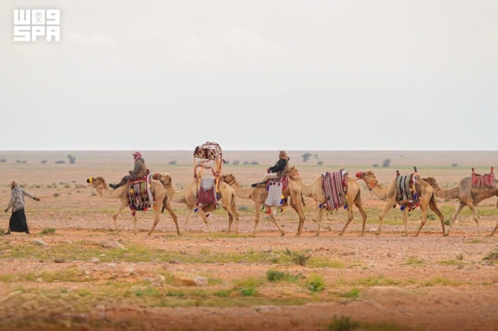 مسميات الإبل .. أرث لغوي يوثق مراحل نموها في الموروث العربي