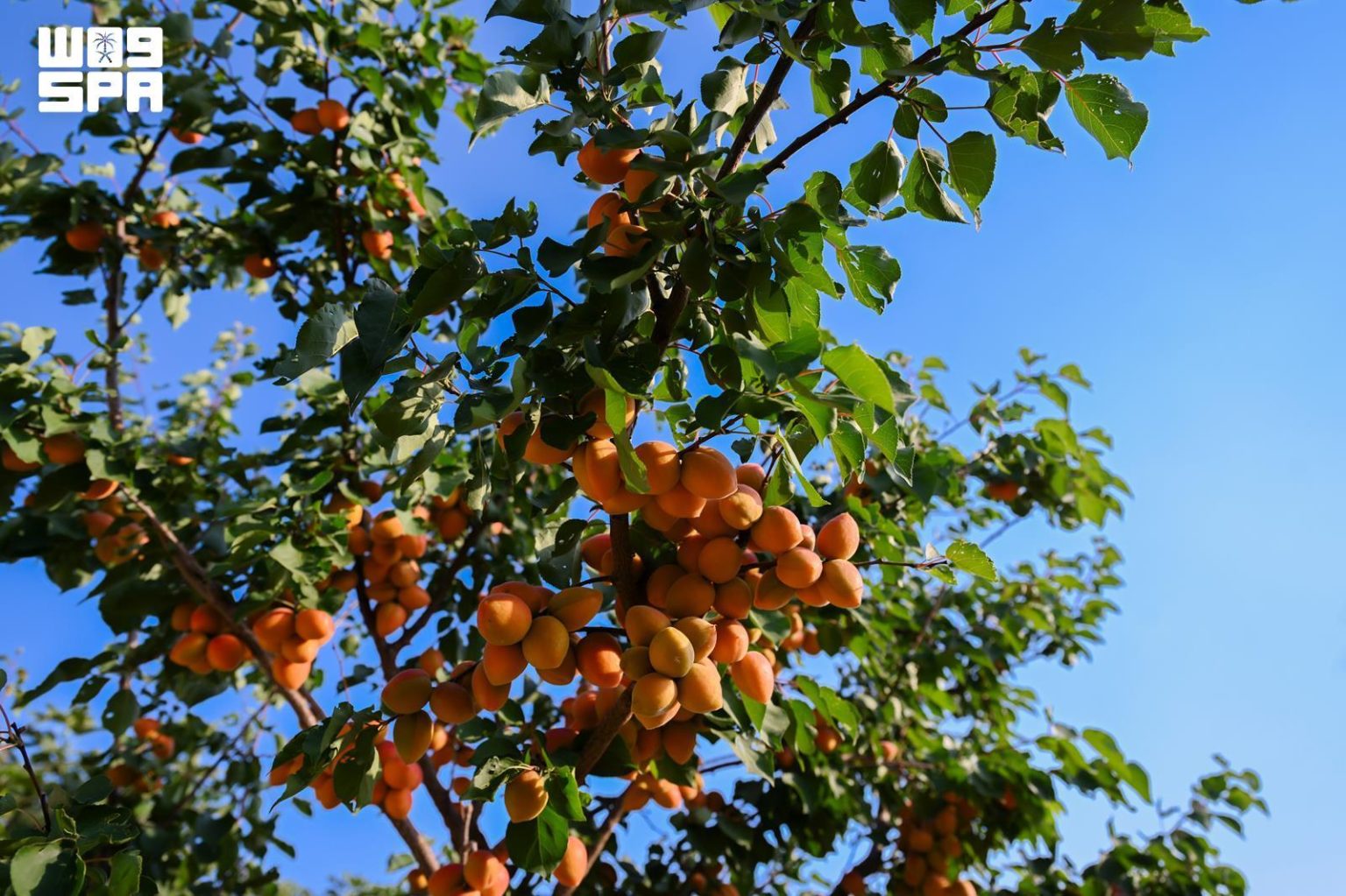 Al-Baha Farms Begin Summer Fruit Harvest, Farmers Expect Abundant Production