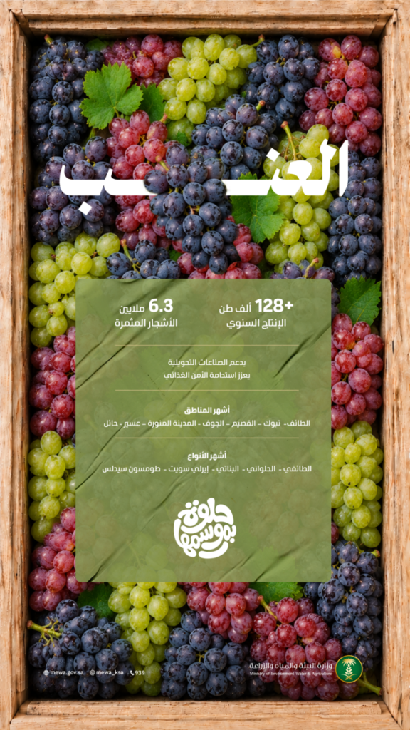 عناقيد العنب تغمر الأسواق بإنتاج وفير يتجاوز 128 ألف طن من أجود الأصناف المحلية