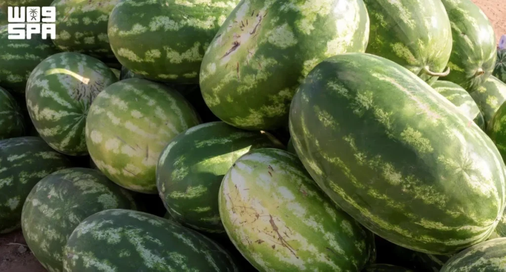 Watermelon leads Saudi fruit production, exceeding 620,000 tons annually
