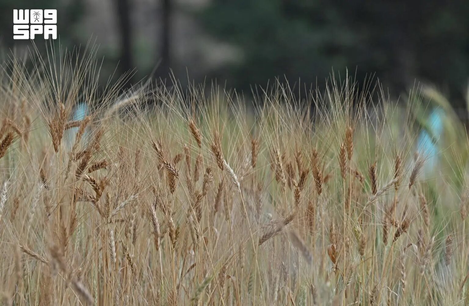 Wheat Harvest Season Adorns Agricultural Terraces in Aseer