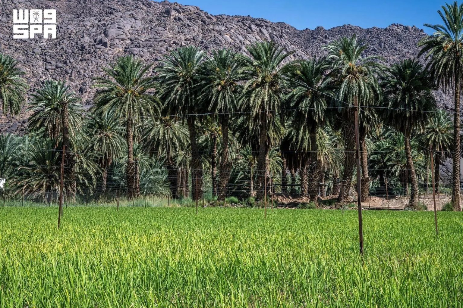 Najran Advances Agricultural Sustainability with Innovative Farming Trials