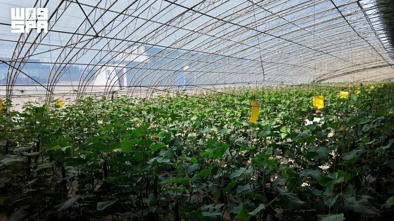 Hotan Greenhouses Deploy Smart Agricultural Tech to Secure Food Supply in Southern Xinjiang
