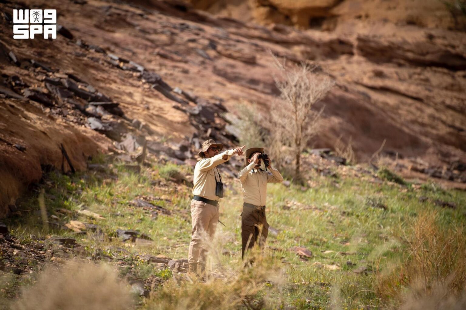 AlUla Highlights Progress in Vegetation on World Day to Combat Desertification and Drought