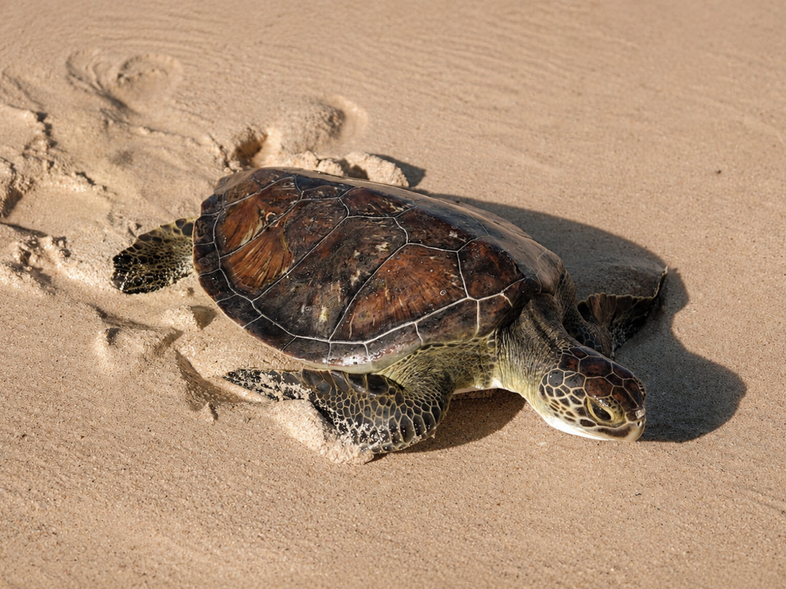 Jumeirah marks World Sea Turtle Day with more than 100 satellite-tracked turtles released to date