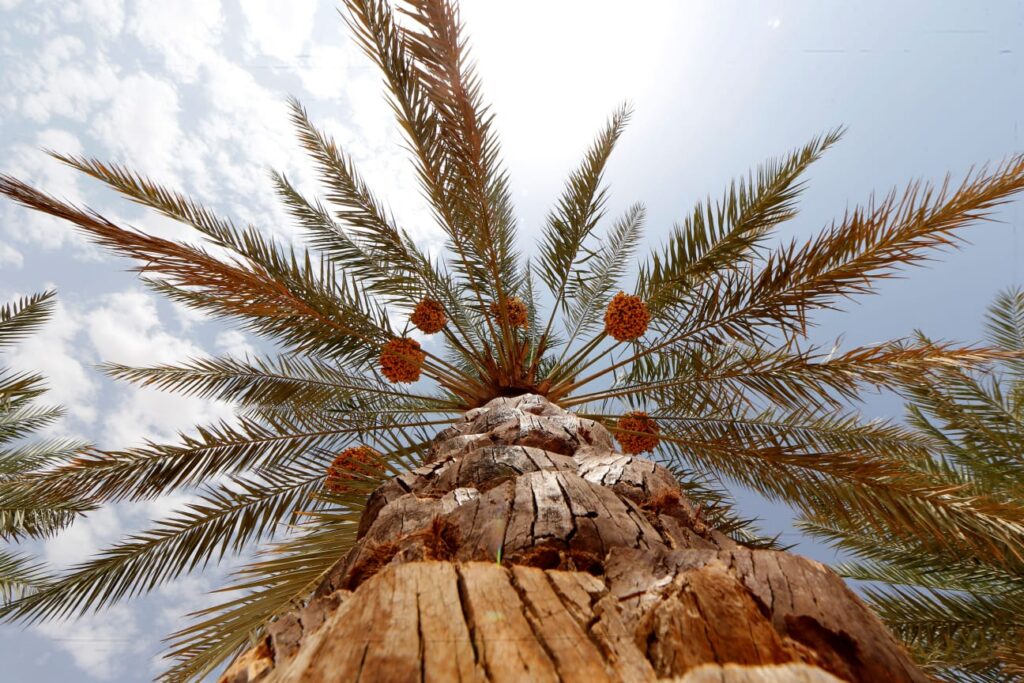 من ليوا إلى العين .. موسم الرطب يواصل رحلته بين واحات أبوظبي