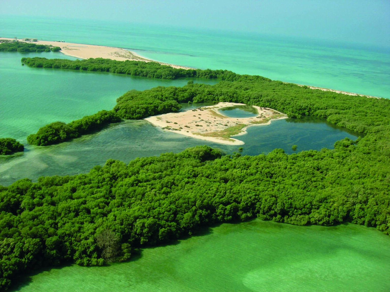 EAD launches mangrove observatory to advance restoration efforts