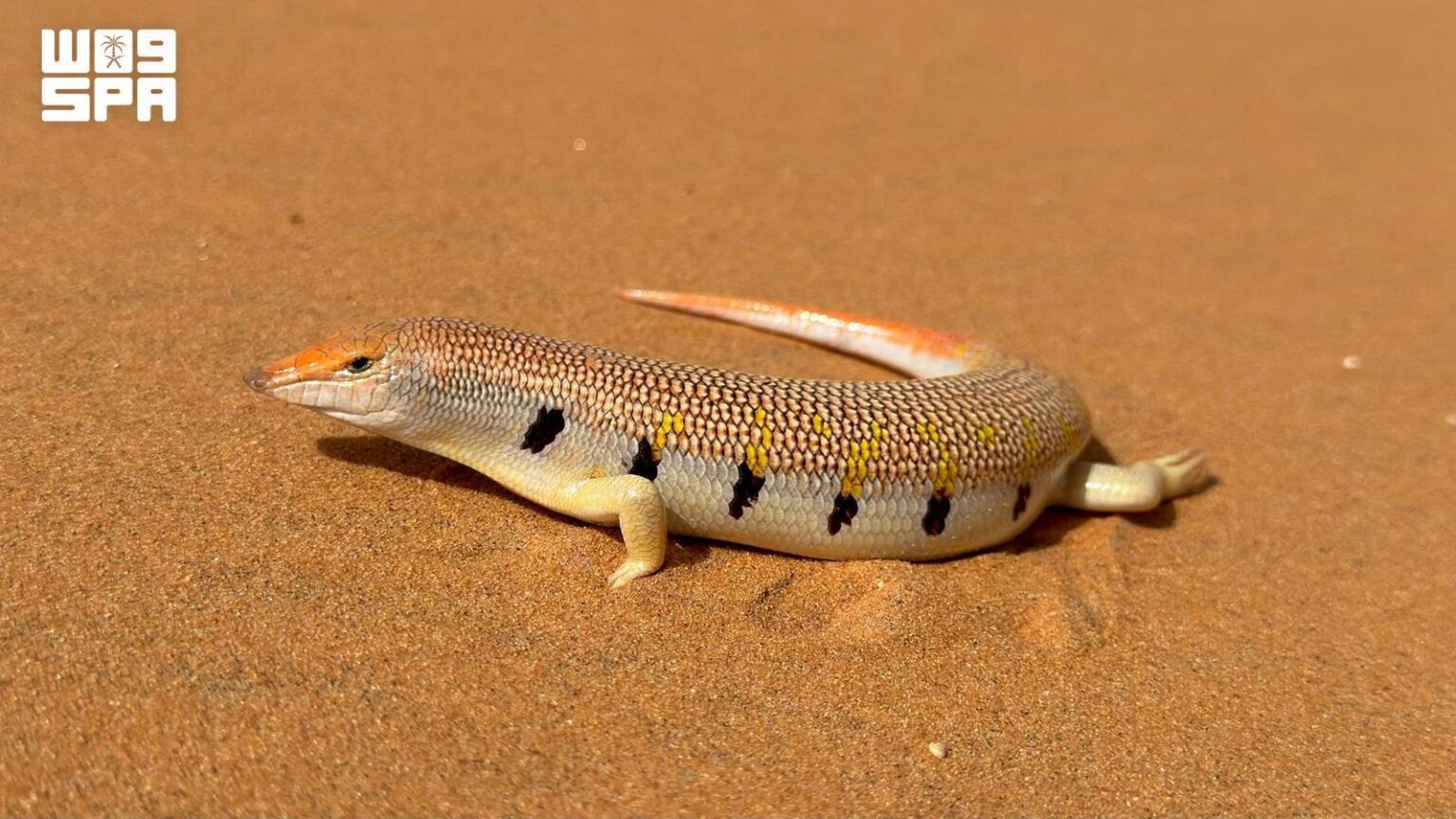 Over 10 Skink Species Thrive Across Saudi Habitats