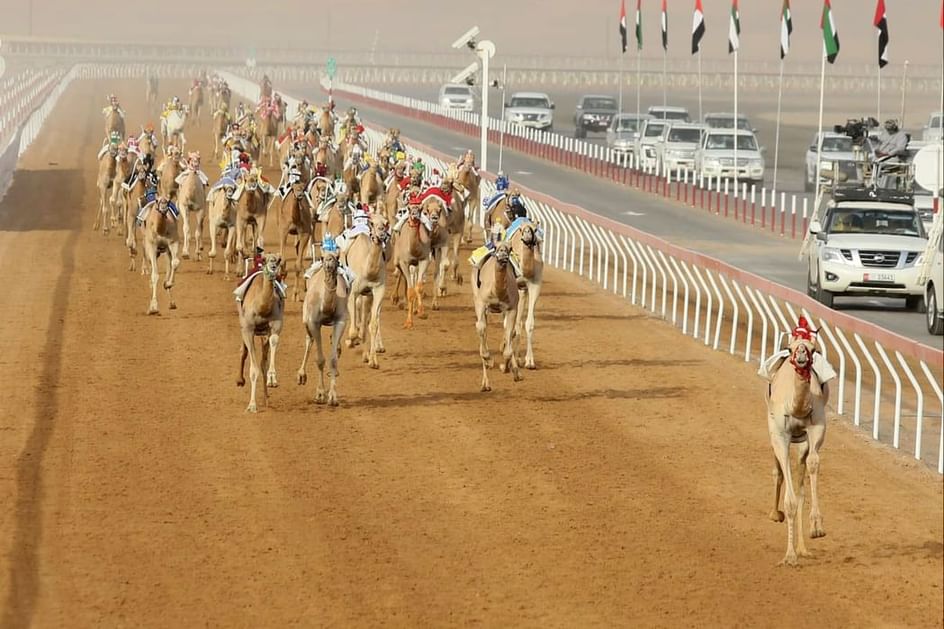 "التمهيدي الثاني" في مهرجان العين لسباقات الهجن ينطلق غدا بميدان الروضة