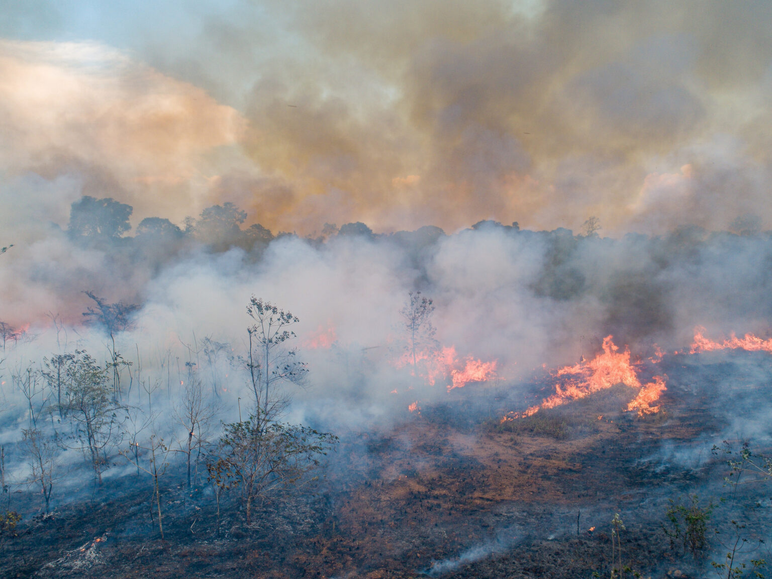 Fires in Brazil's Amazon at lowest level in 40 years