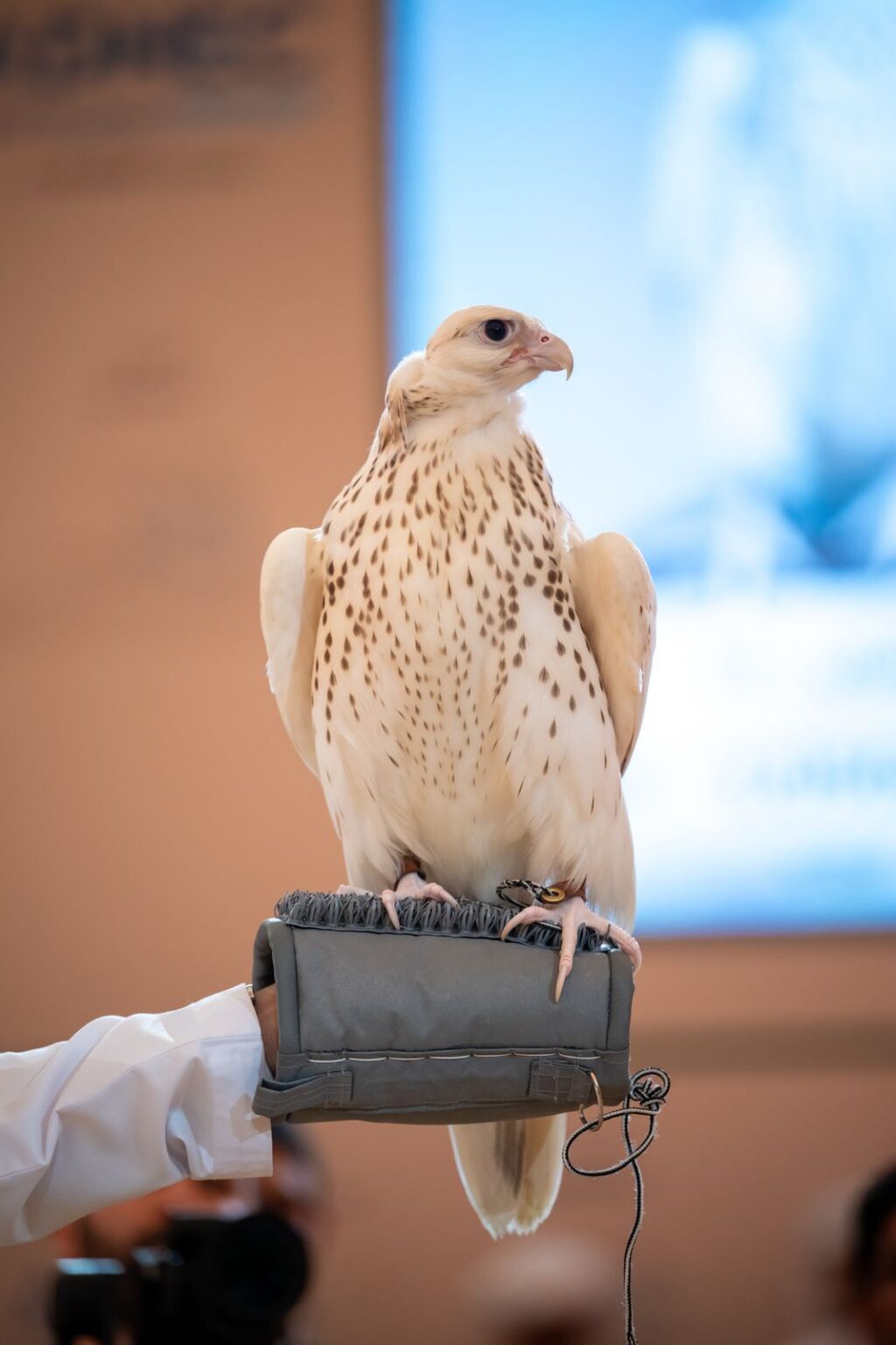 Falcon sold for AED1.1 million at ADIHEX
