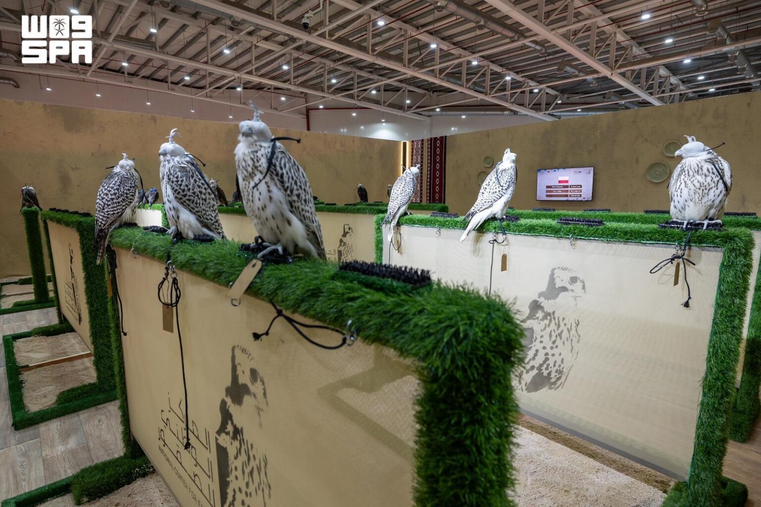 Poland’s Fire Falcons: International Falcon Breeders Auction Brings Together Breeders and Falconers, Strengthening Competition