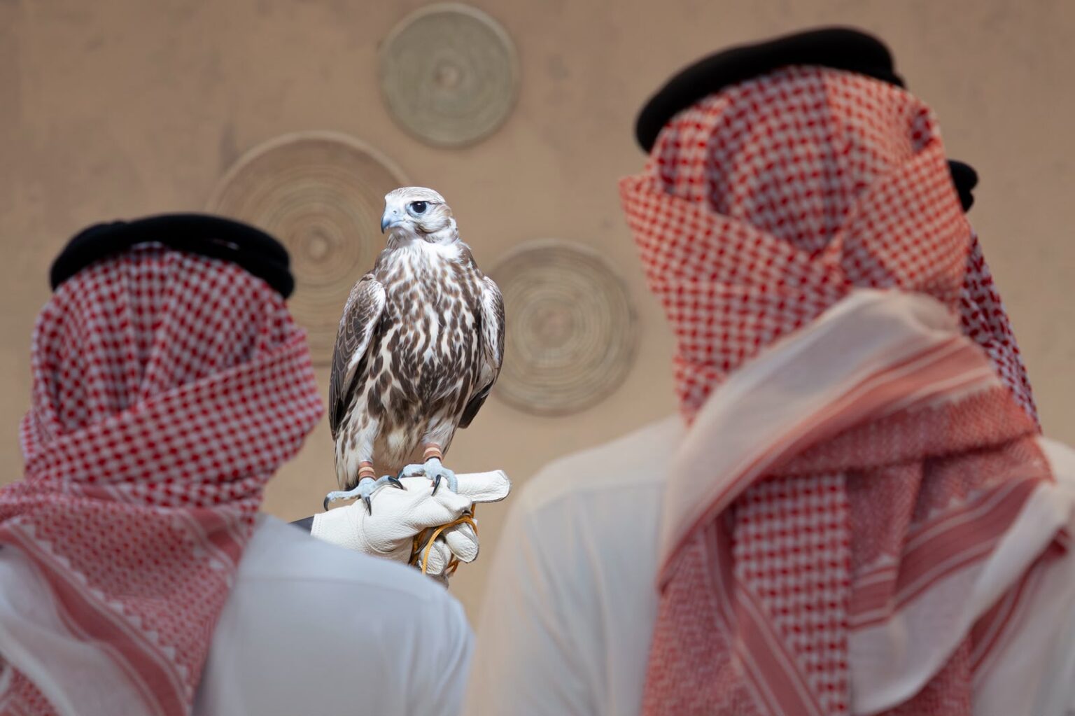 افتتاح “المزاد الدولي لمزارع إنتاج الصقور 2026”