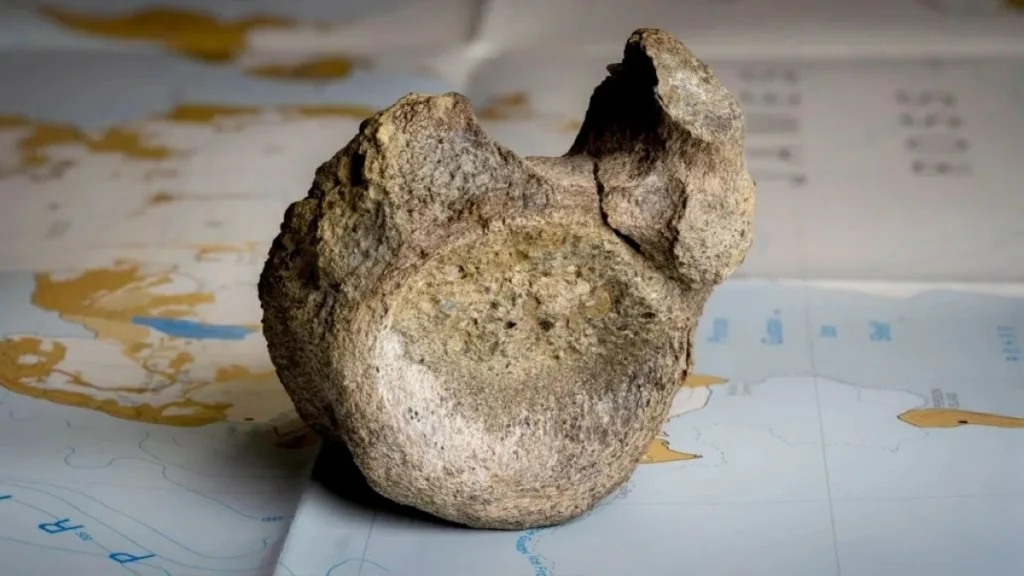 Fossil forgotten in museum drawer for 40 years turned out to be first dinosaur bone found in Antarctica