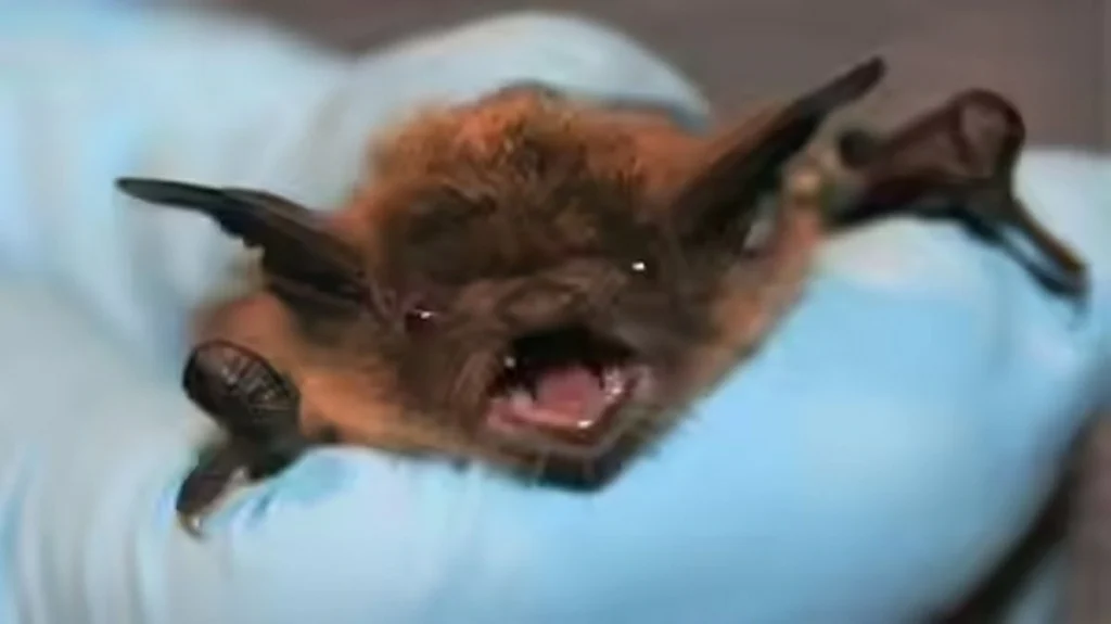Canadian boy, 11, dies of rabies after waking to bat on his face