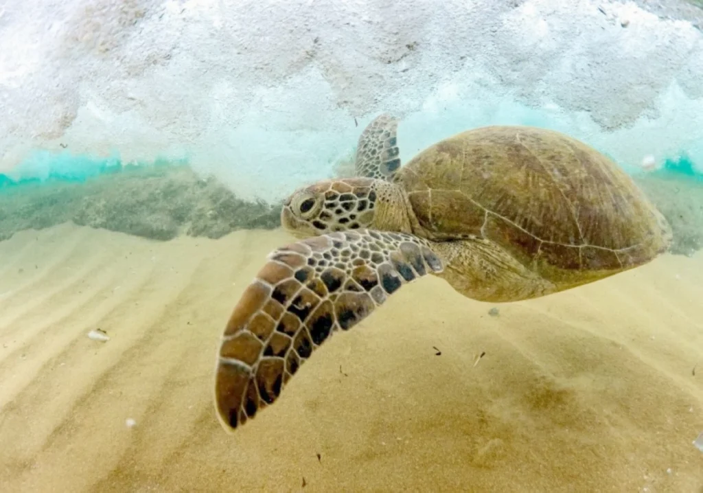 Explosives, toxic substances banned for hunting marine wildlife