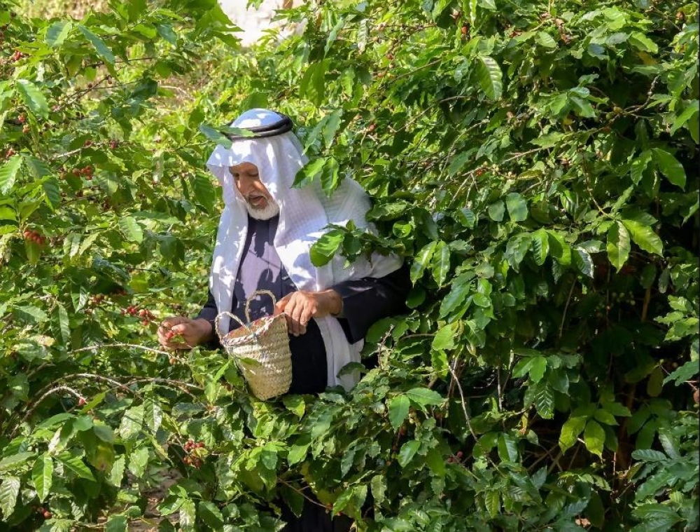 “ريف السعودية”: تنفيذ 5 مشاريع تنموية بقطاع البن في جازان وعسير والباحة