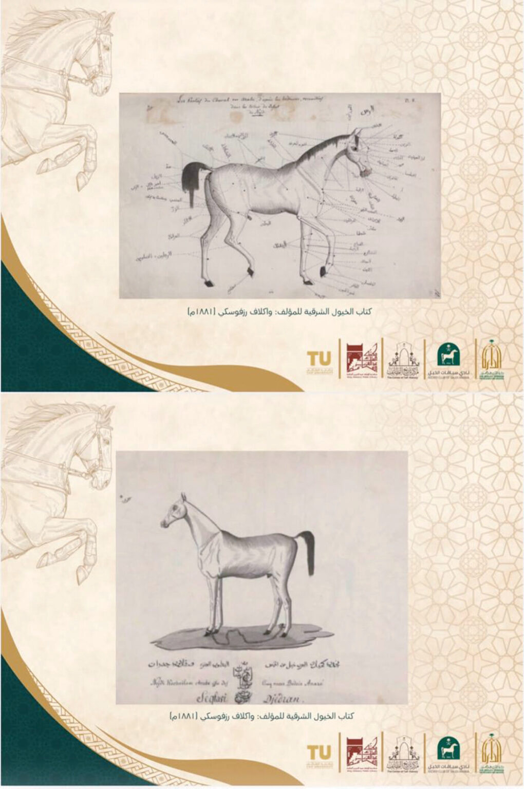 مركز «تاريخ الطائف».. يكشف إرث الخيل العربية