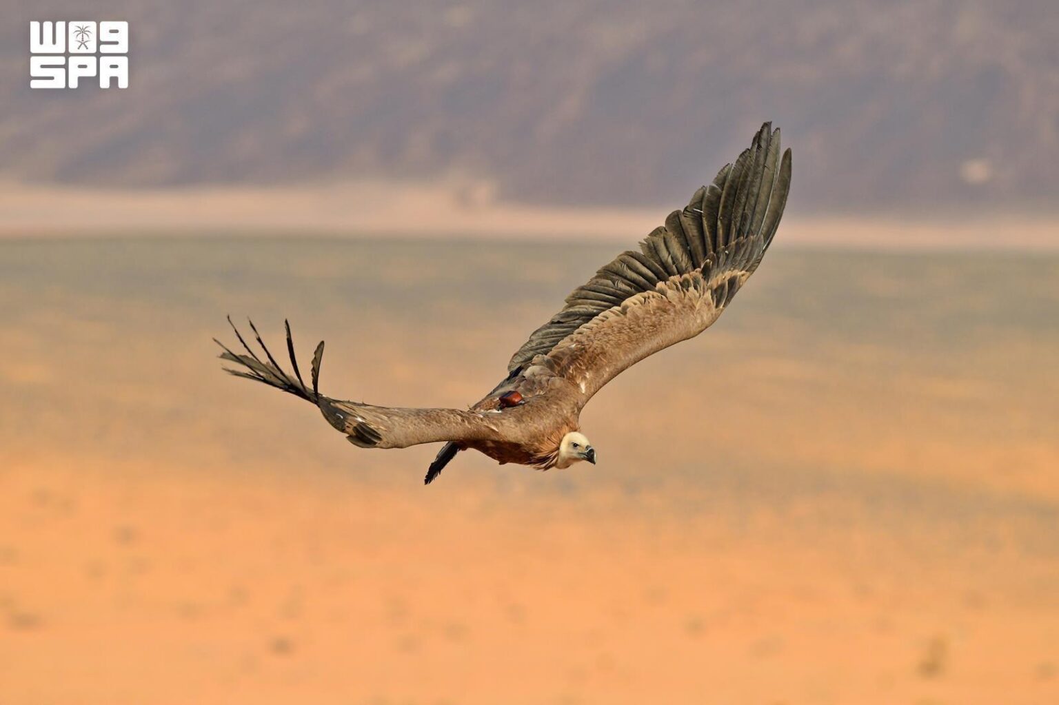Rehabilitated Griffon Vultures from Prince Mohammed bin Salman Royal Reserve Settle in Armenia and Iraq After Crossing Eight Countries