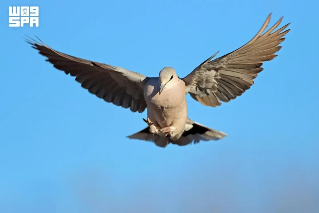 Sixth Hunting Season begins in Saudi Arabia under strict regulations