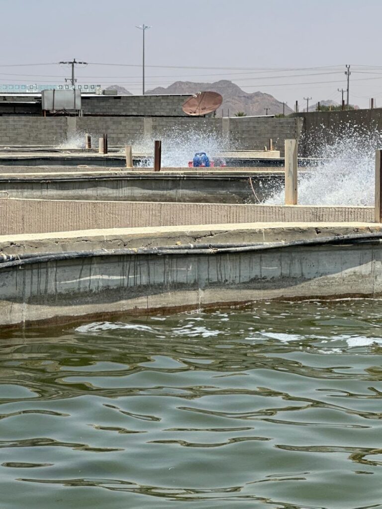 "حبونا" تدخل سوق الاستزراع السمكي.. 150 طنًا إنتاجًا مستهدفًا سنويًا