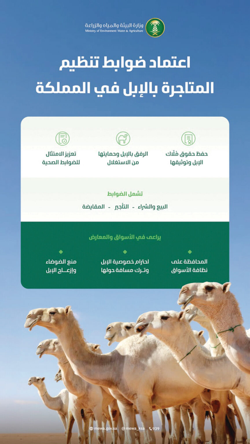 "البيئة" تعتمد الضوابط التنظيمية للمتاجرة بالإبل