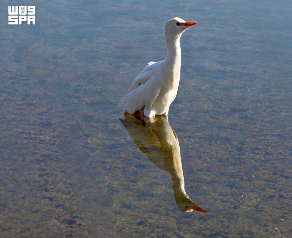 Heron Sighting Highlights Wildlife Diversity at Imam Turki bin Abdullah Royal Reserve