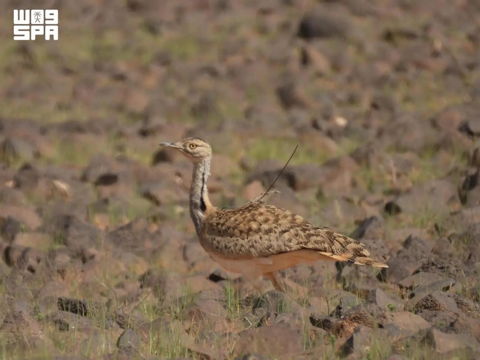 King Salman Reserve: Ideal Haven for Hundreds of Migratory Bird Species