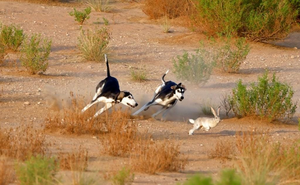 مركز السلوقي العربي بأبوظبي / 25 عاماً في الحفاظ على إرث رفيق الصقار