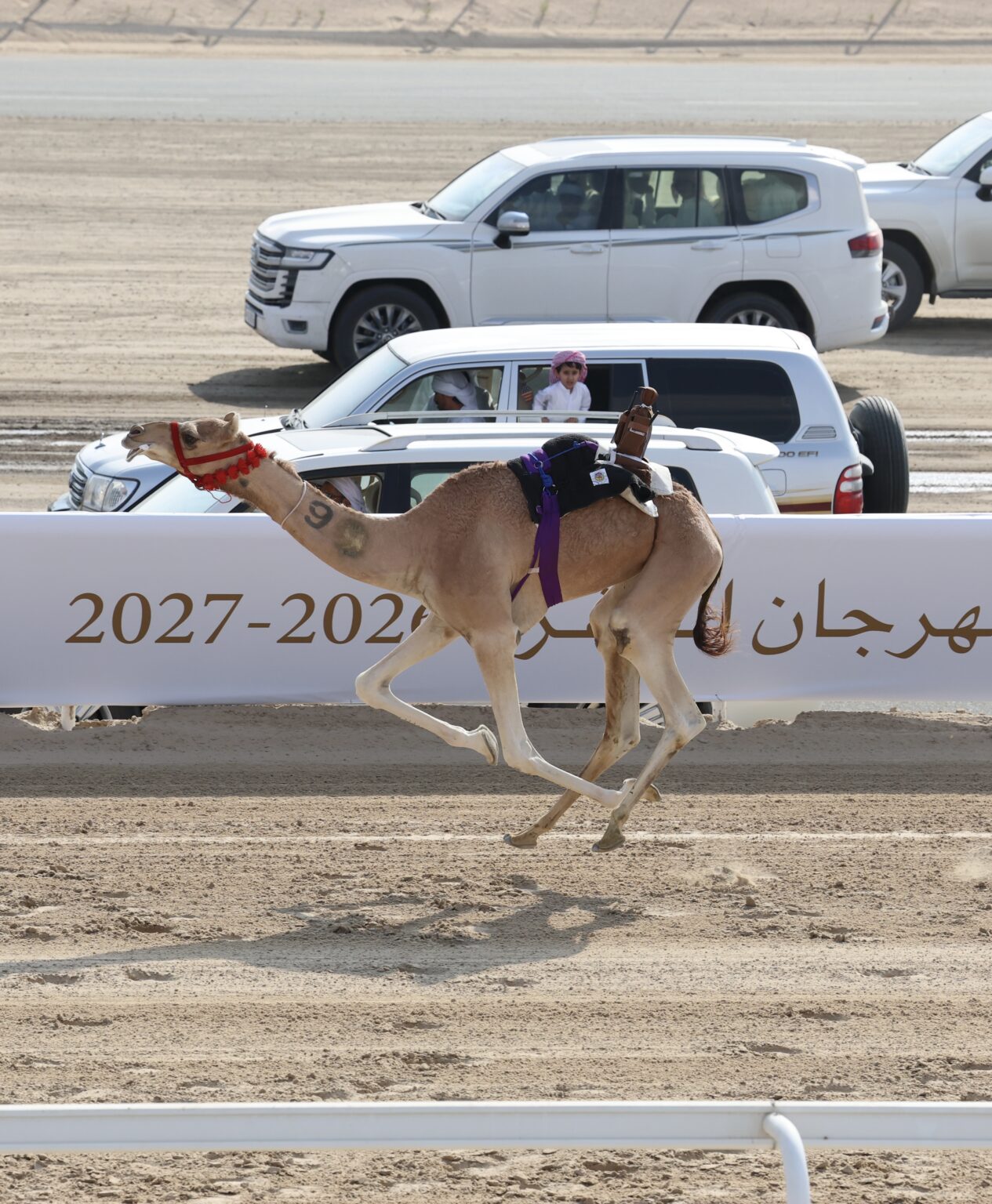 "مليحة" و"مرعوش" يحصدان "الكأس" و"البندقية" في مهرجان الظفرة للهجن